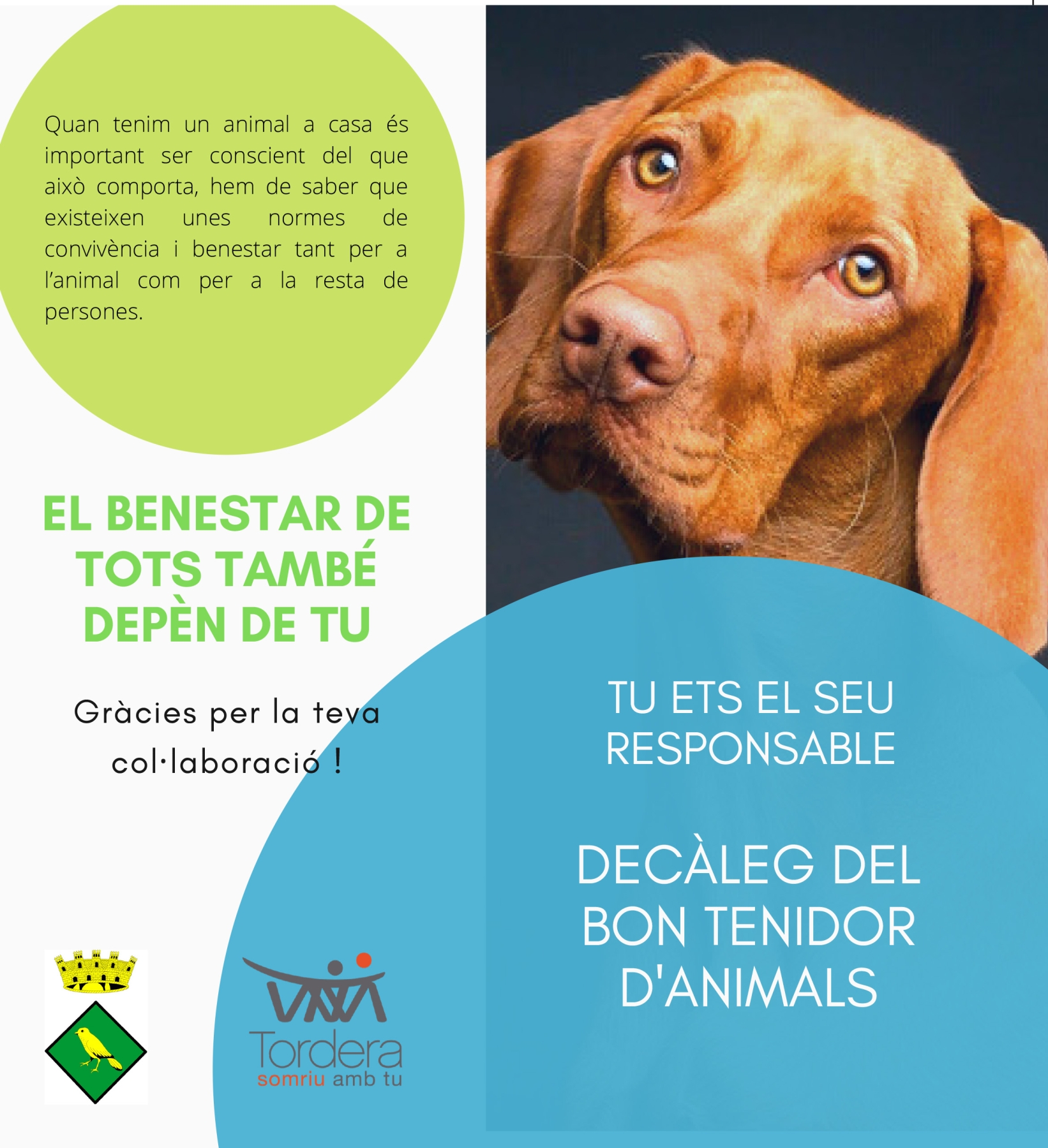 La regidoria de Medi Ambient impulsa la campanya de recordatori sobre el compliment de l'ordenança de tinença d'animals domèstics