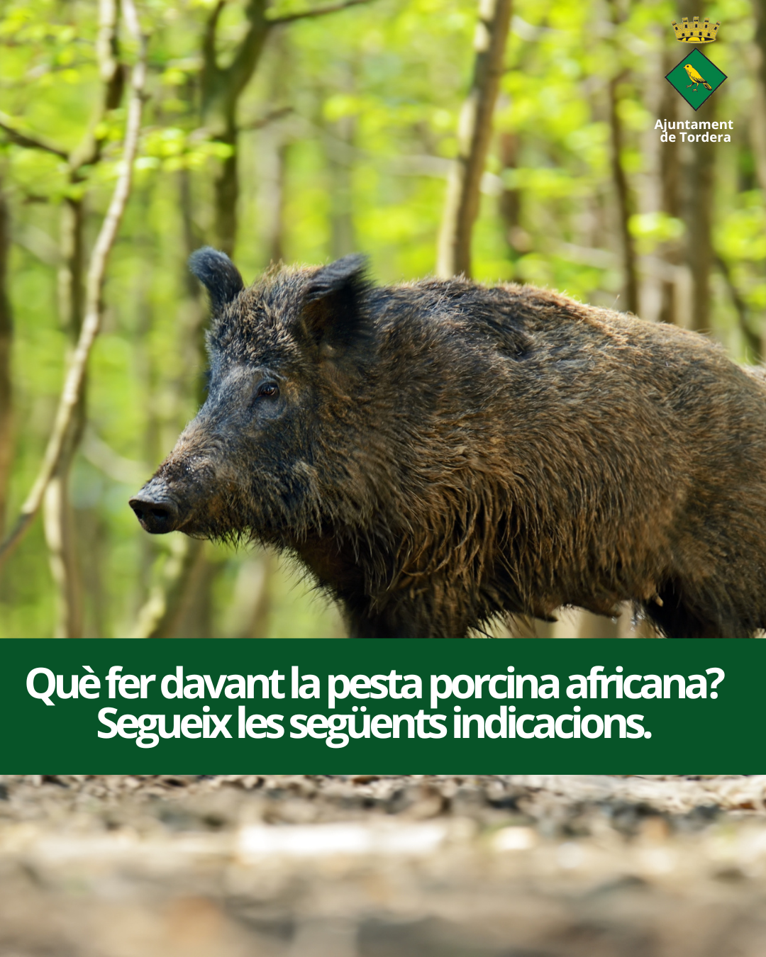 Evita la propagació de la Pesta Porcina Africana